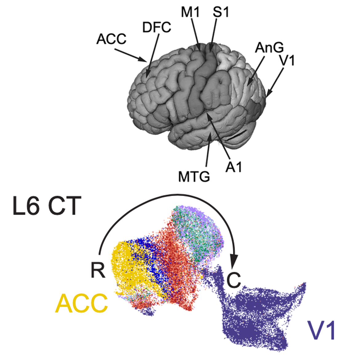 Human and NHP Cell Atlas